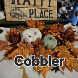 Cobbler - White male Maltese puppy in Terrell, Texas from PBJ Farms