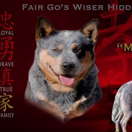Mulan - Australian Cattle Dog