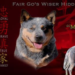 Mulan - Australian Cattle Dog