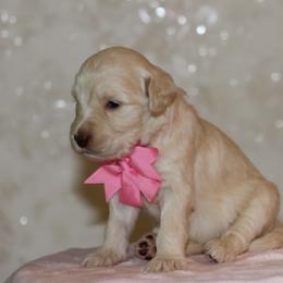 Pink - Caramel female Australian Labradoodle puppy in Milton, North Carolina from Good Day Doodles