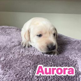 Aurora - Yellow female Labrador Retriever puppy in Lucasville, Ohio from Backwoods Labradors
