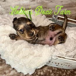 Forest - Cream male Dachshund puppy in Atwood, Oklahoma from Holder’s Doxie Farm
