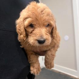 Prancer - Caramel cream male Labradoodle puppy in Monticello, Georgia from Daylin’s Doodles & Labradors