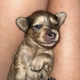 Shaded Red Dapple Female - Dapple female Dachshund puppy in Wichita Falls, Texas from Texoma Doxies