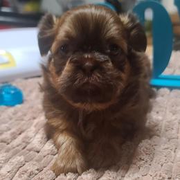 Boy 1 - Liver male Shih Tzu puppy in Belleville, Michigan from Patricia's Heavenly Earth Angels