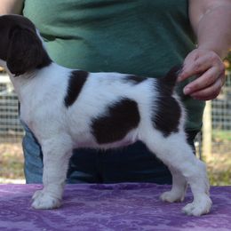 Brittany Puppies from Labyrinth Brittanys
