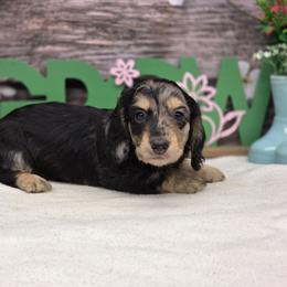 Stetson - Dapple male Dachshund puppy in Norwood, Missouri from Madra's Dashing Doxies