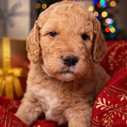 Faith - (smaller) Medium - Apricot female Goldendoodle puppy in Lancaster, California from Kid's Best Doodle