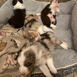 Australian Shepherd Puppies from Spring Creek Pups