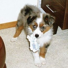 Miniature American Shepherds from MCSTORMS MINIS