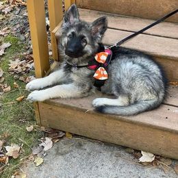 Shiloh Shepherd Puppies from Edelweis Shiloh Shepherds