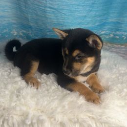 Mio - Black and tan female Shiba Inu puppy in Inverness, Florida from Shore Thing Shiba’s