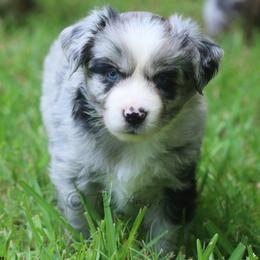 Foxy - Blue Bi Merle Female - Blue merle female Miniature Australian Shepherd puppy in Nacogdoches, Texas from TK Standard, Mini, & Toy Aussies