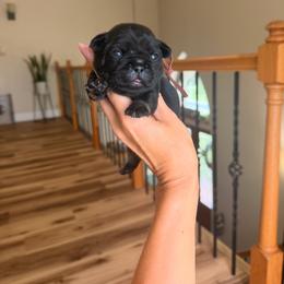 Jelly - Black and tan female French Bulldog puppy in Upper Sandusky, Ohio from Rock Run Homestead