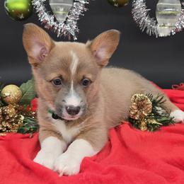 Cinch (Shawn) - Sable male Pembroke Welsh Corgi puppy in Dickeyville, Wisconsin from J&R Shepherds & Corgis