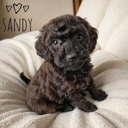 Sandy - Phantom female Goldendoodle puppy in Warrensburg, Missouri from Supreme Doodles