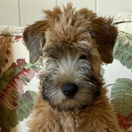 Soft Coated Wheaten Terriers from Stratford Wheatens