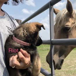 Girl 4 - German Shepherd puppy in Crown Point, Indiana from Nordwolfe