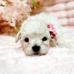 Blossom (AKC) - White Poodle puppy in Rainbow City, Alabama from Spinks Poodles