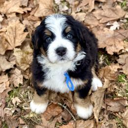 Levi's (blue boy) - Tri-color male Bernedoodle puppy in Waukesha, Wisconsin from Bernedoodle Boutique (and Cavapoos)