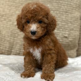 Pumbaa - Red  male Poodle puppy in Belleville, New Jersey from TK Poodles