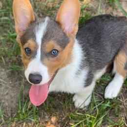 Pembroke Welsh Corgis from PWC Wiggle Butts