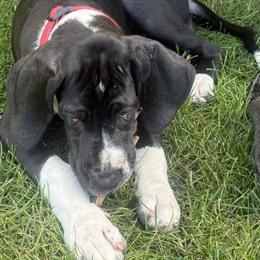 Girl 2 - female Great Dane puppy in Prescott Valley, Arizona from Ryan's Royal Great Danes