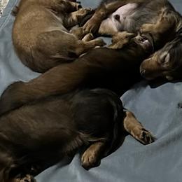 Dachshunds from Doxies of Olympus