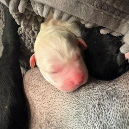 Boy 5 - Yellow male Labrador Retriever puppy in Menifee, California from The Golden Leash Kennels