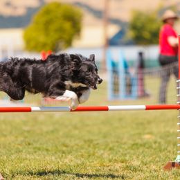Finch - Border Collie