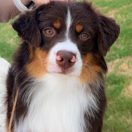 Asher - Red tri-color male Miniature American Shepherd puppy in Robinson, Texas from Stellar Miniature American Shepherds