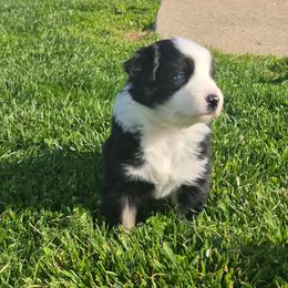 Ivy - Black tri-color female Australian Shepherd puppy in Harrodsburg, Kentucky from Triple M Aussies
