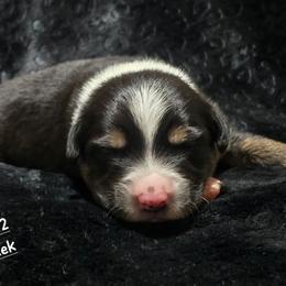 KB.BTM2 - Black tri male Miniature Australian Shepherd puppy in Deer Lodge, Tennessee from KSH Aussie Haven