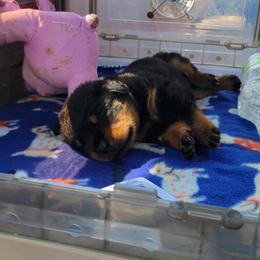Rottweiler Puppies from Familienwachter Rottweilers