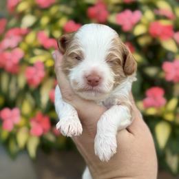 Keoni - Blenheim male Cavapoo puppy in Floyd, Virginia from Hearts and Paws Poodles and Doodles