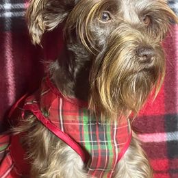 Miniature Schnauzers from Carolyn's Miniature Schnauzers