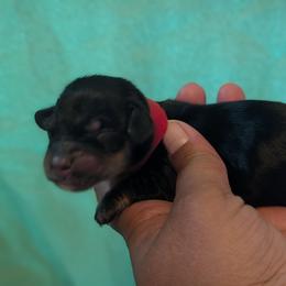 Red Male 5 - Black and tan male Dachshund puppy in Battle Ground, Washington from Ferguson's Bulldogs