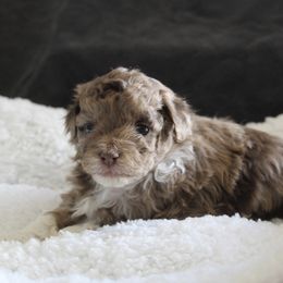 Harvest - Red merle male Aussiedoodle puppy in Loretto, Tennessee from K Kountry Farm