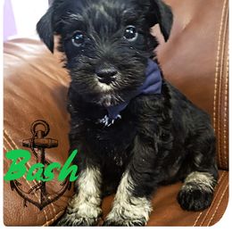 Miniature Schnauzer Puppies from Amaya Lara Schnauzers