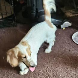 Arielle - Dachshund