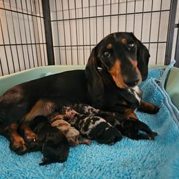 Black and tan male - Black and tan male Dachshund puppy in Belle Rive, Illinois from Akin's Miniature Dachshunds, LLC