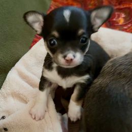 AKC Rocky 3900.00 - Black and white female Chihuahua puppy in Northern, Colorado from Wild Mountain Chihuahuas