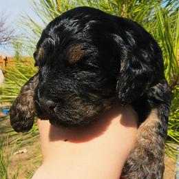 Morgan - Black and tan male Cockapoo puppy in Indiahoma, Oklahoma from Phamily Doodles