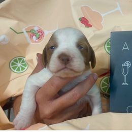 Girl 1 - female Brittany puppy in Downers Grove, Illinois from Attitude Brittanys