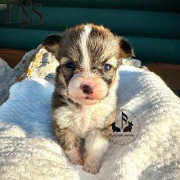 Full Fluffy With A Tail Aloe Vera - Sable female Pembroke Welsh Corgi puppy in Casper, Wyoming from Flying Note Shorties