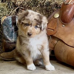 Prankster - Red merle female Australian Shepherd puppy in St Clair, Michigan from Kayla's Aussies