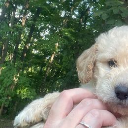 Charlie - Cream Goldendoodle puppy in Cincinnati, Ohio from Danielle's Doodles