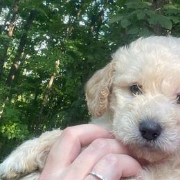 Charlie - Cream Goldendoodle puppy in Cincinnati, Ohio from Danielle's Doodles
