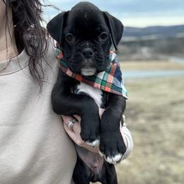 B2- Litter: Green Collar Brindle Male - Brindle Boxer puppy in Alpine, New York from Kickin Rooster AKC Boxers