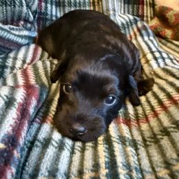 Jet - Black male Yorkipoo puppy in Walla Walla, Washington from Linda Sherman
